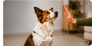 How to Stop a Dog From Biting: Training Guide for Puppies and Adult Dogs