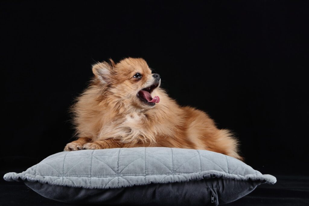 How to Keep Your Dog Active Indoors
