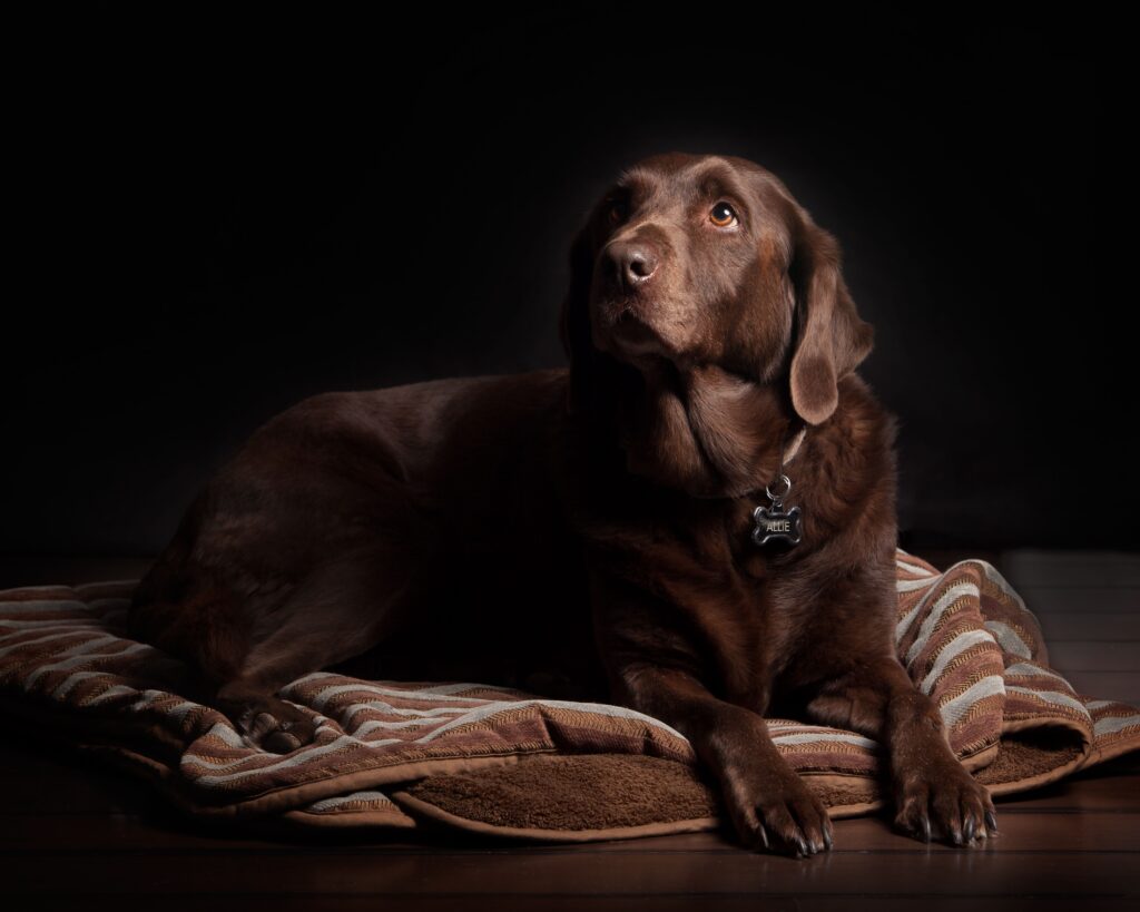 Dog resting beside a protected wooden dog house