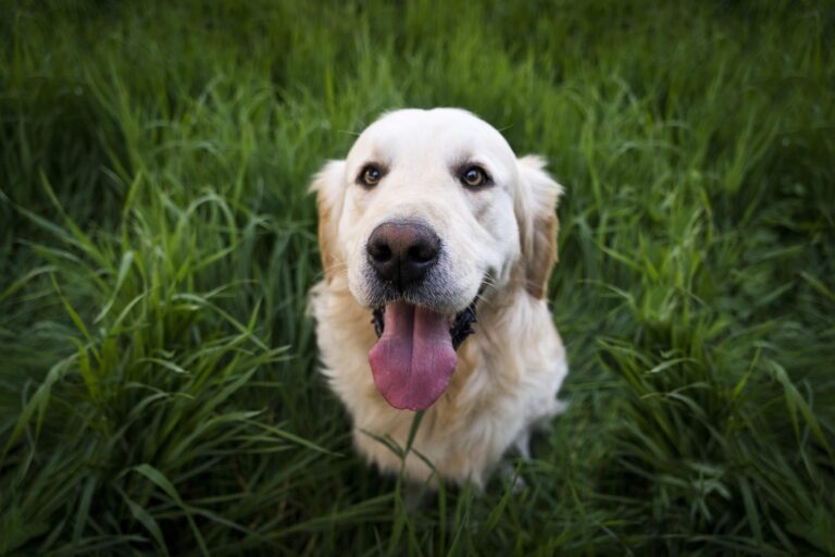 How to Remove Pet Odor: A Complete Guide for Dog and Cat Owners