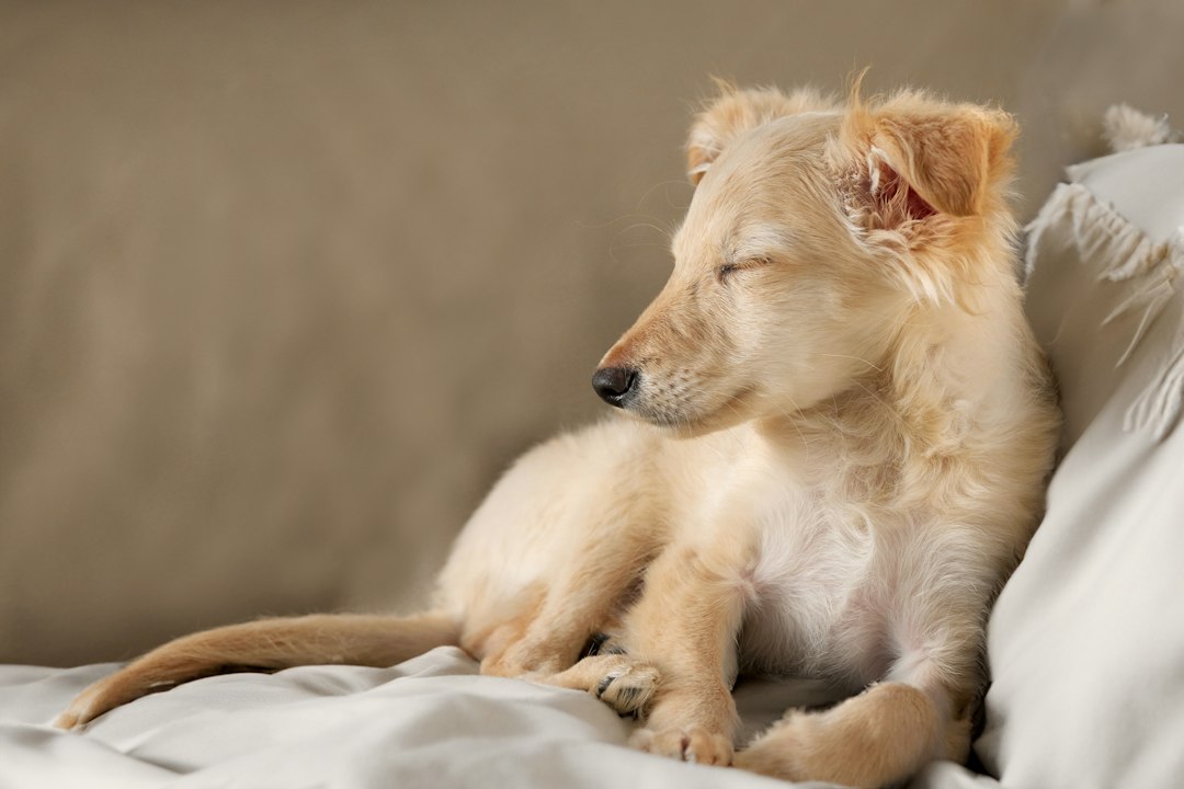 Golden puppy resting on a soft bed
