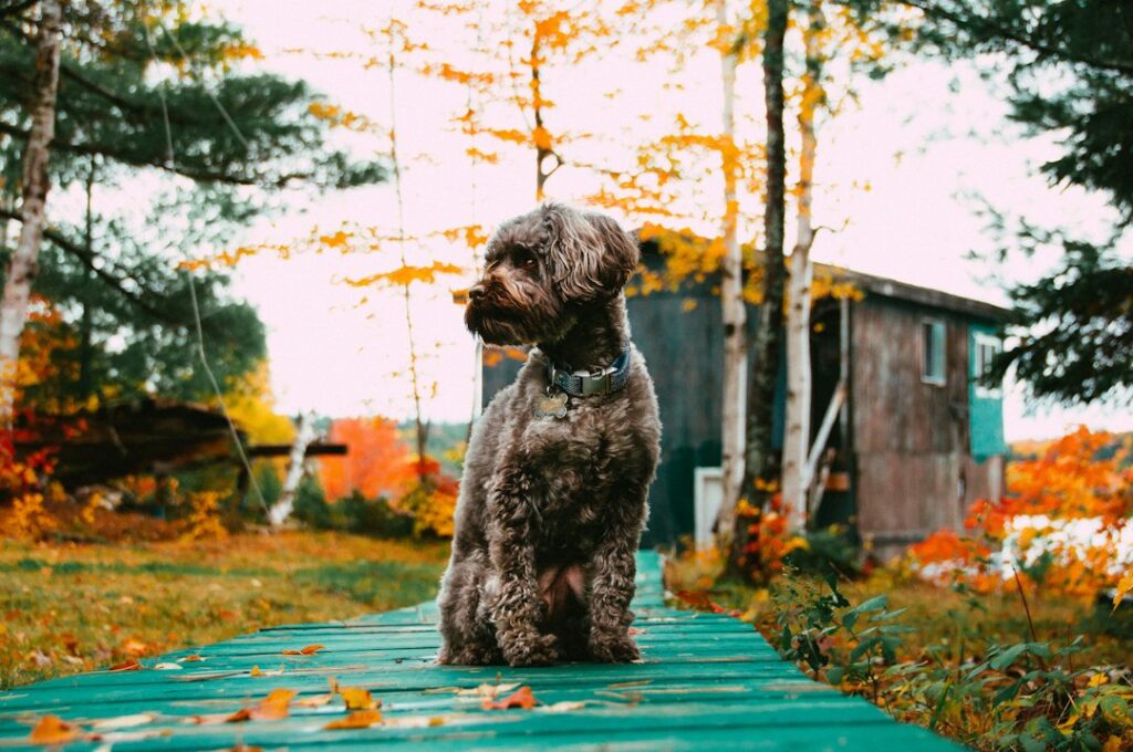 Dog outdoors near a weather-ready shelter area