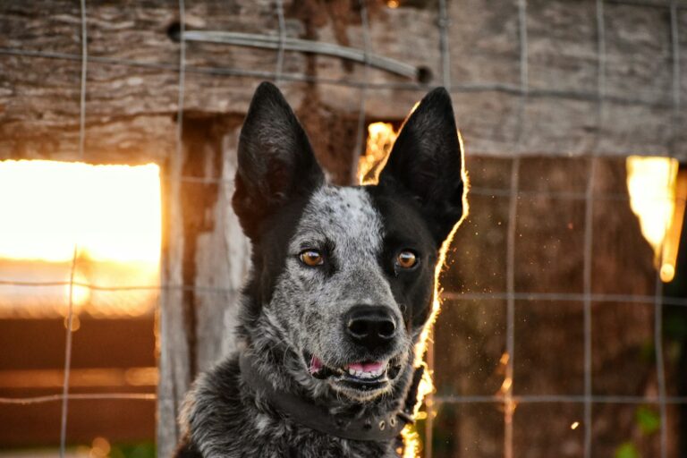 Australian Cattle Dog outdoors