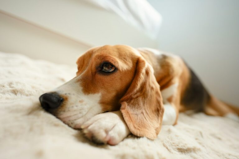 Beagle resting on a white blanket