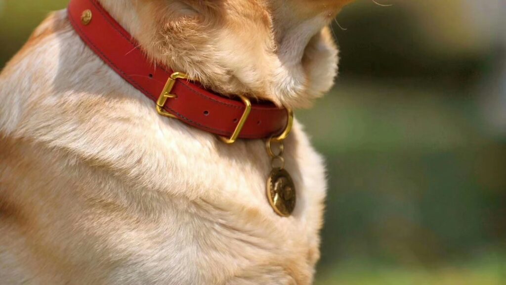 Labrador retriever wearing a collar and identification tag