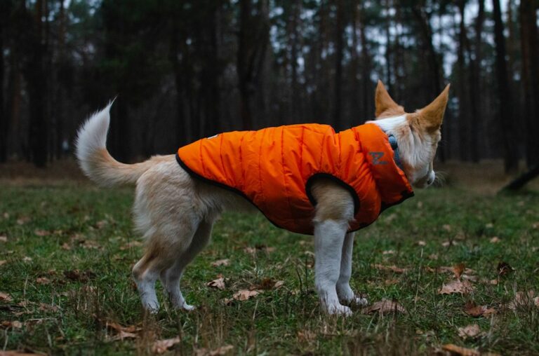 Small dog wearing an orange coat while standing on grass near trees