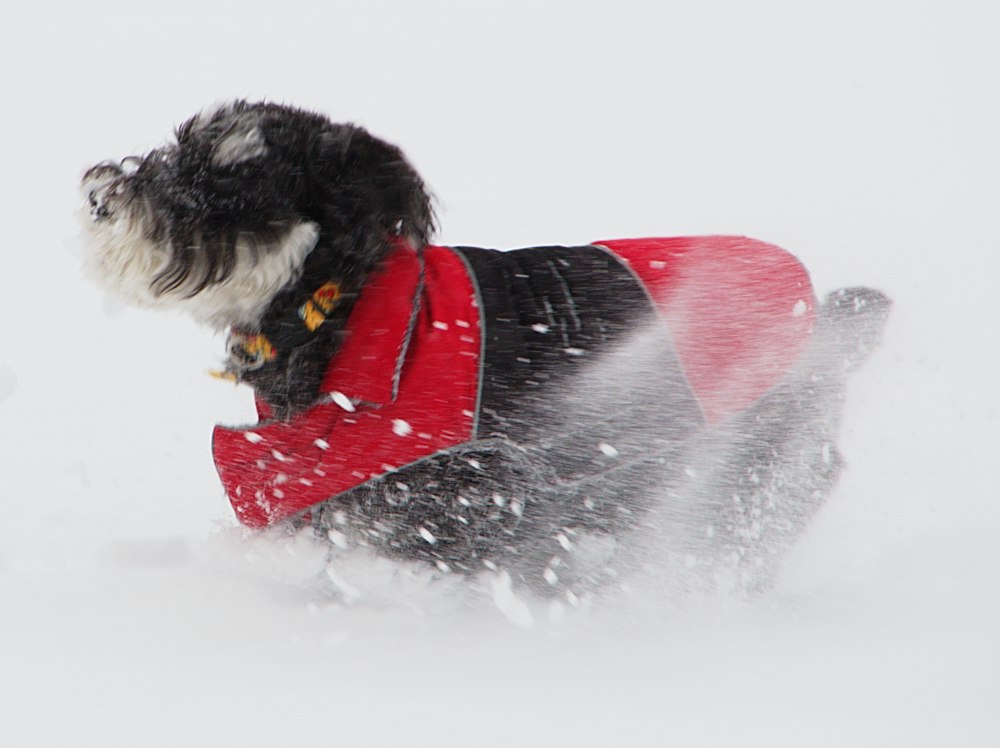 Black and white dog wearing a red coat in snow; illustrative scene, not a full-body snowsuit