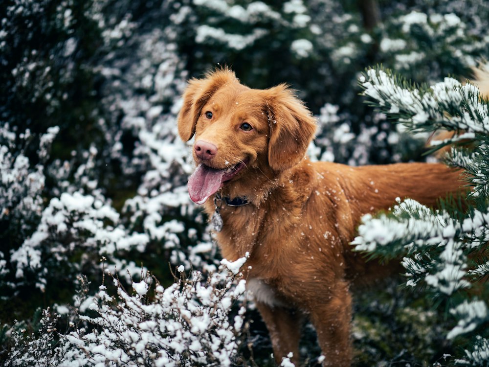Dog standing among snow-covered trees; illustrative winter scene