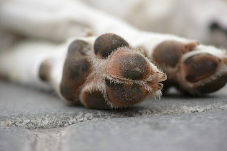 Close-up of a dog's paw