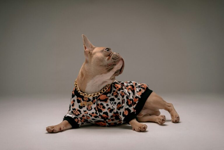 French bulldog wearing a patterned garment indoors; illustrative clothing photograph