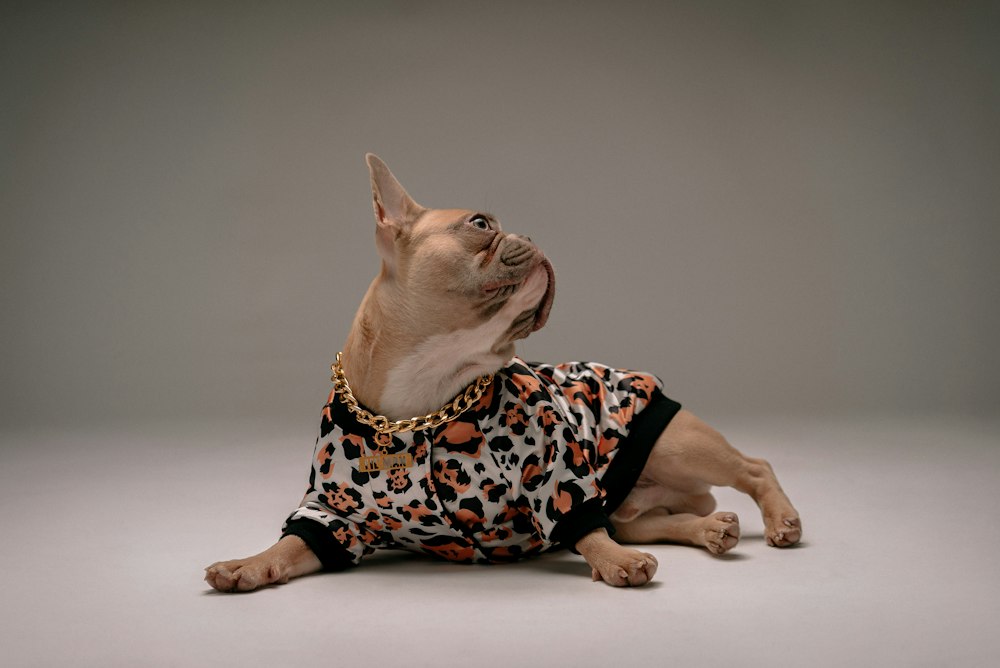 French bulldog wearing a patterned garment indoors; illustrative clothing photograph