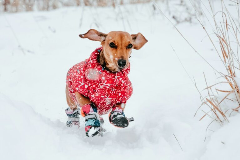 Small brown dog wearing a red winter garment and paw boots in snow