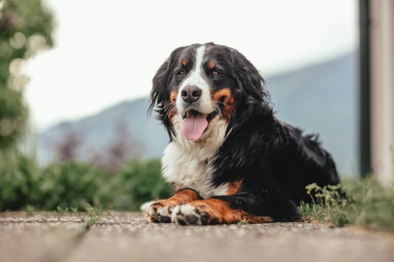 Large tri-colored dog resting outdoors