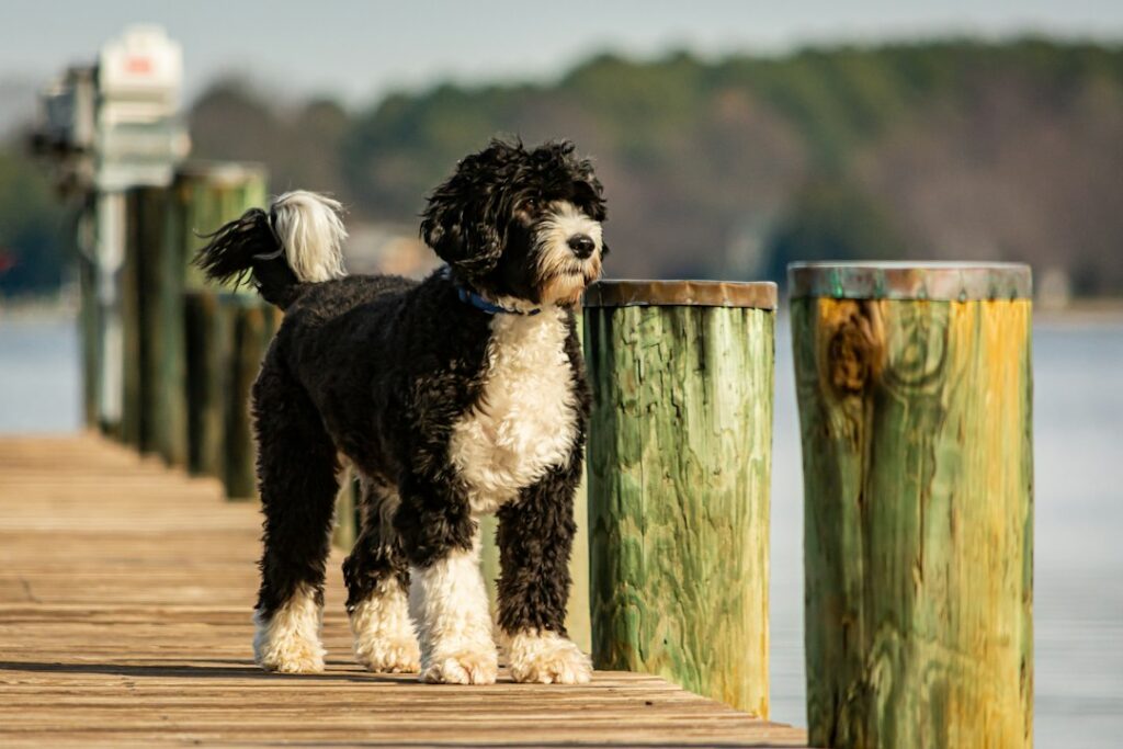 Portuguese Water Dog by the water