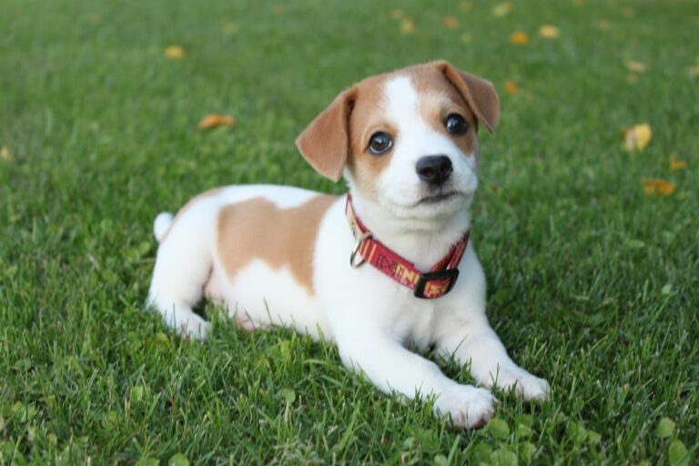 Puppy outdoors, illustrative house-training context