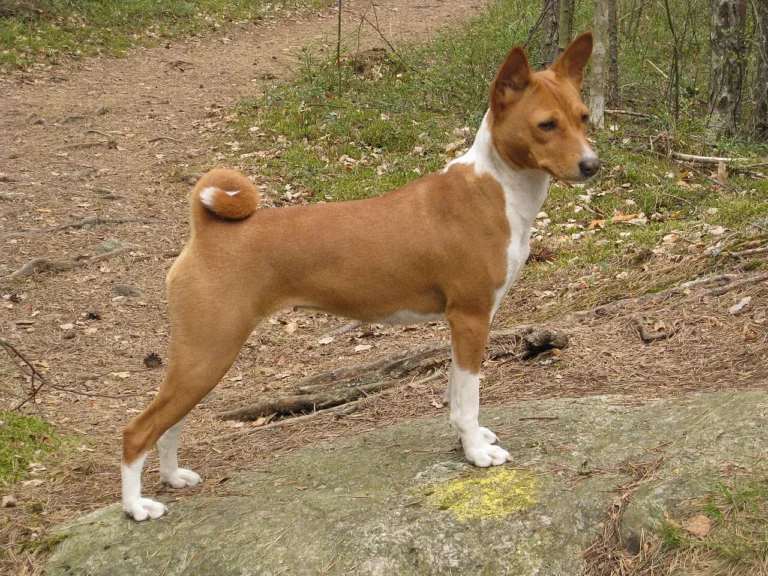 Red and white Basenji standing on a path with its tail curled