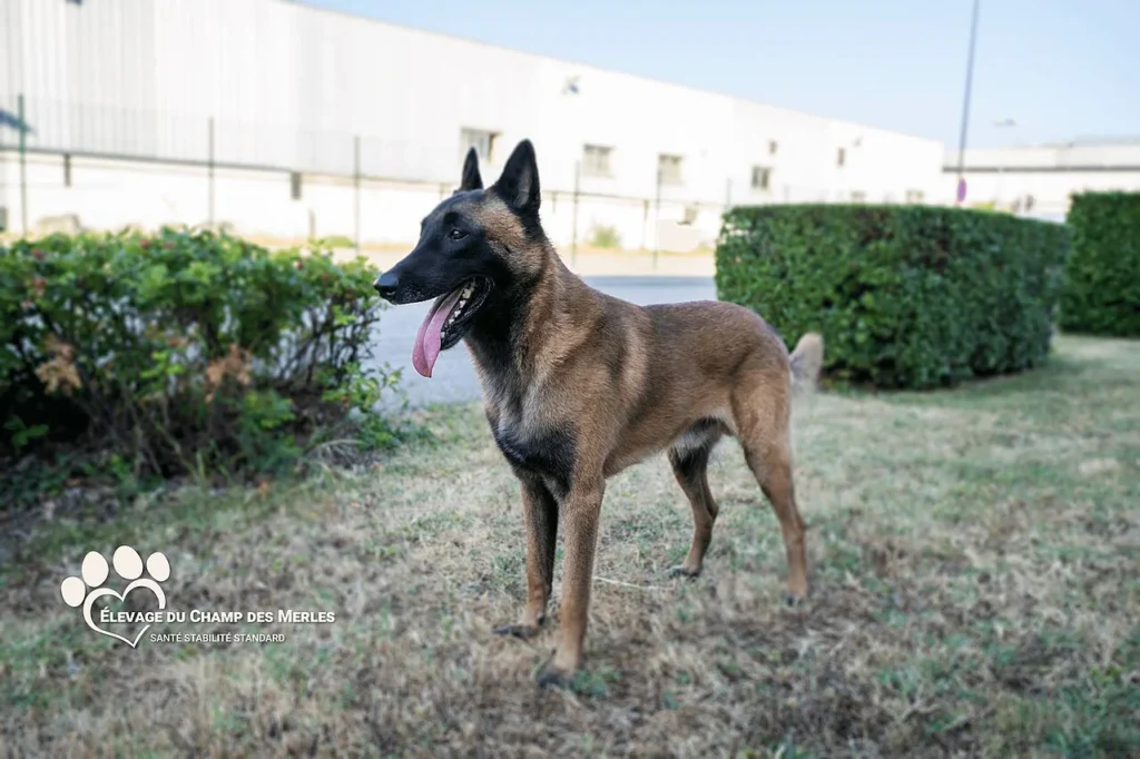Belgian Malinois standing in profile in a garden
