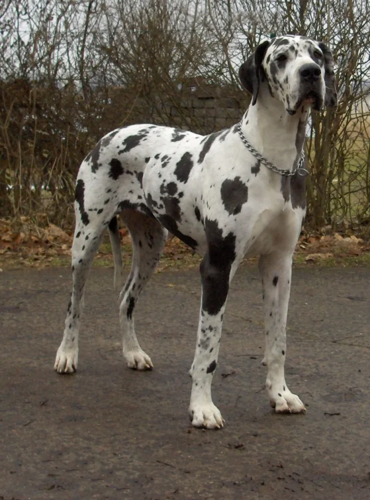Harlequin Great Dane standing on a path beside leafless trees
