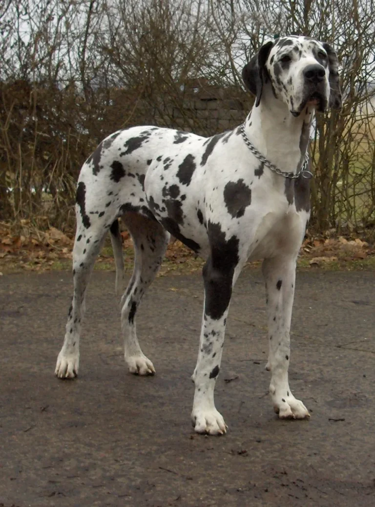 Harlequin Great Dane standing on a path beside leafless trees
