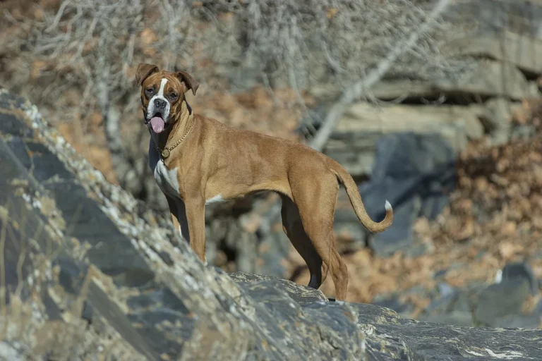 Fawn Boxer standing on rocky ground outdoors