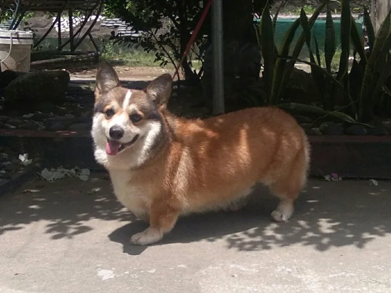Pembroke Welsh Corgi standing outdoors beside a fence