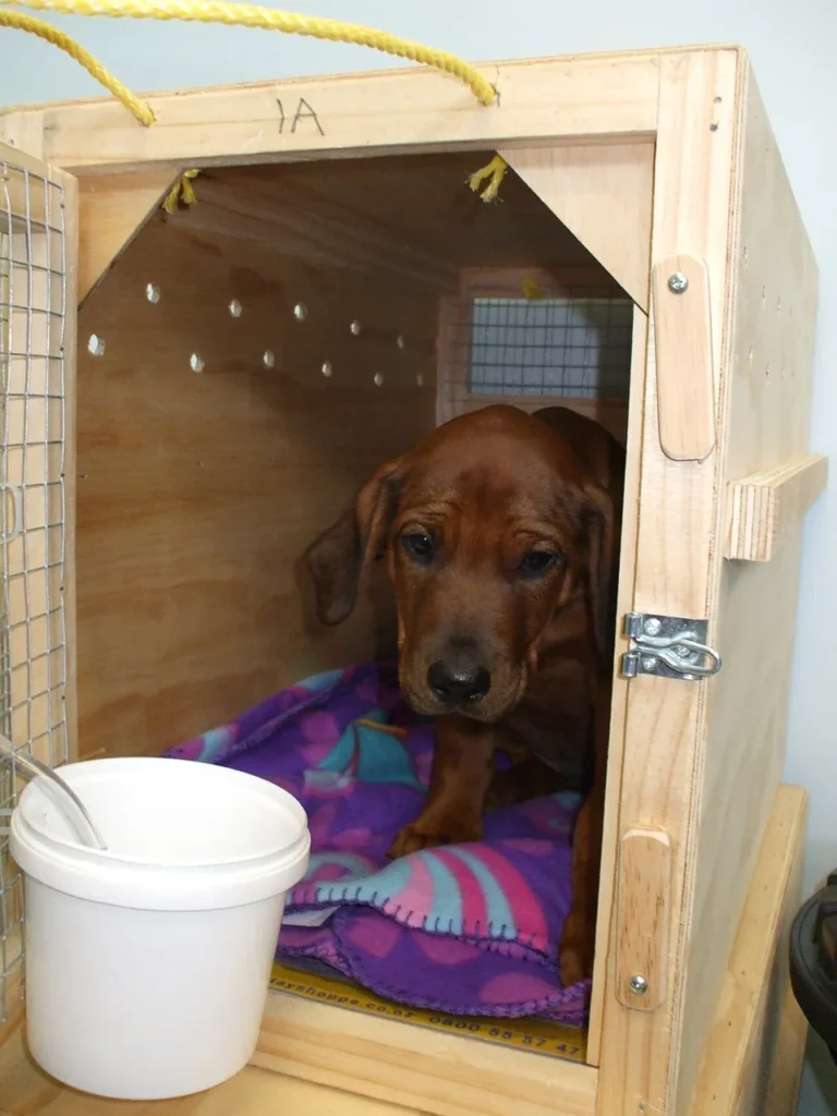 Labrador puppy sitting inside an open hard-sided travel crate