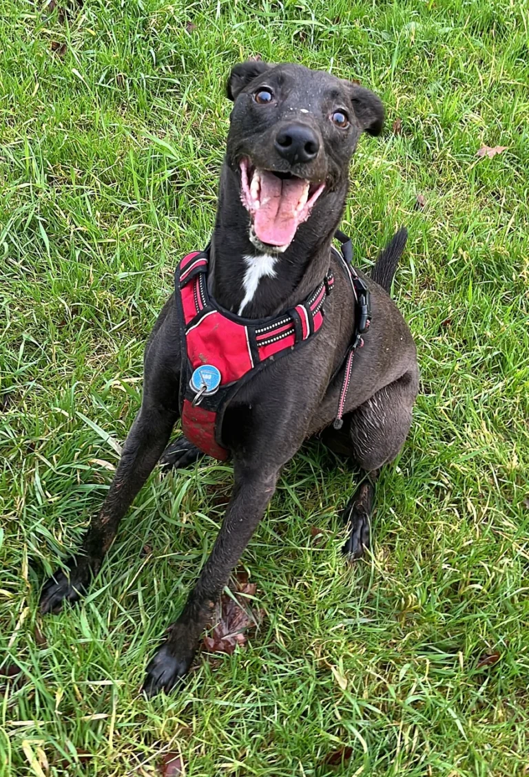 Black Lurcher sitting on grass wearing a red walking harness