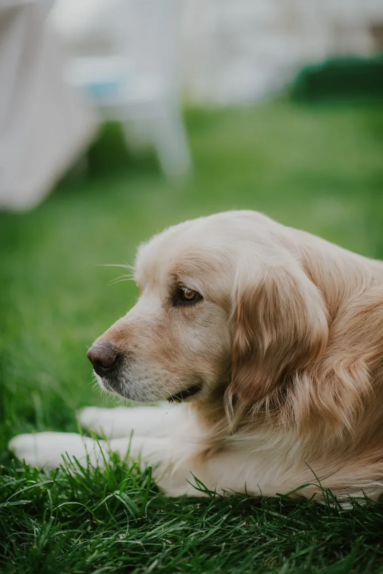 Golden Retriever lying on grass in a garden