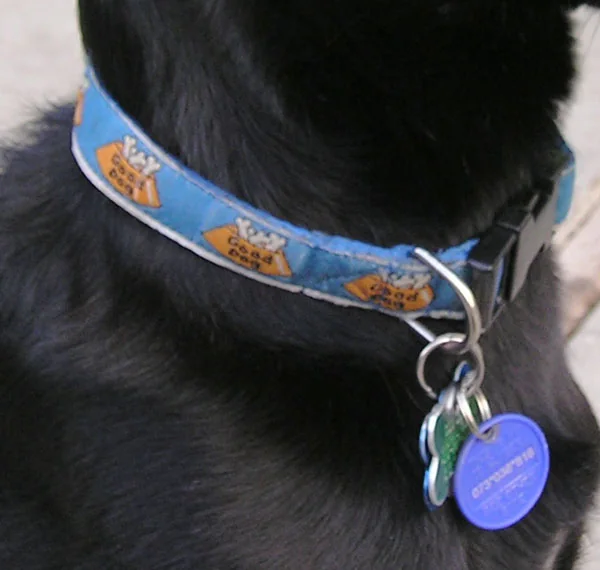 Close-up of a black dog wearing a blue collar and identification tags