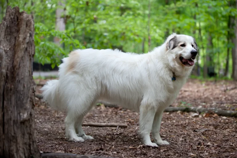 White Great Pyrenees standing beside trees in woodland