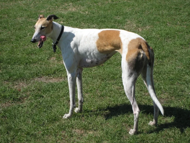 White and brown Greyhound standing in profile on grass