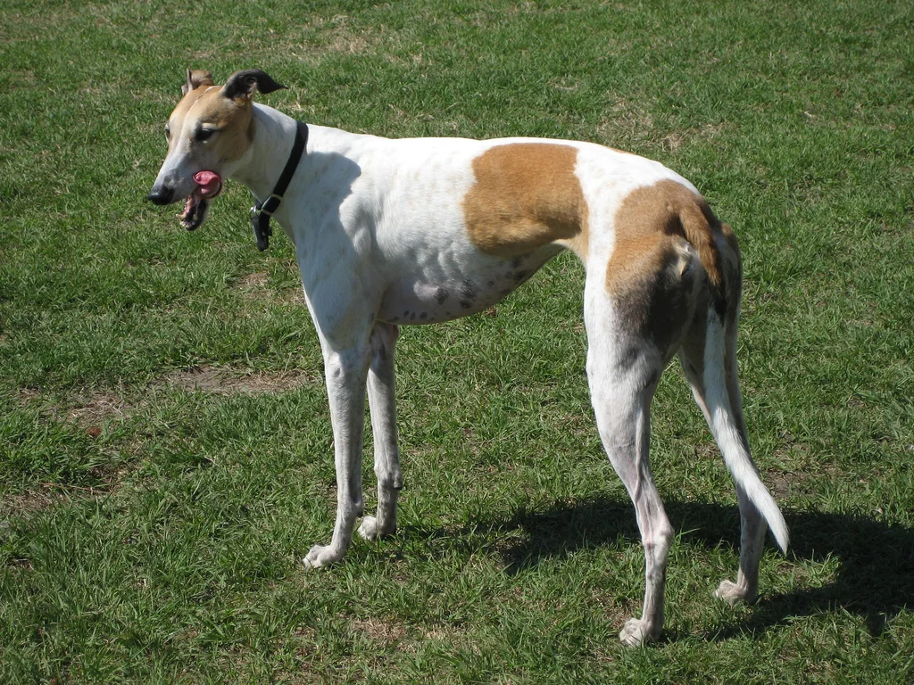 White and brown Greyhound standing in profile on grass