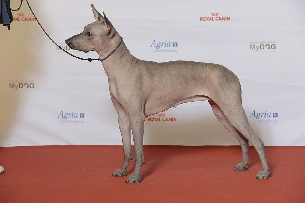 Hairless Xoloitzcuintli standing in profile at a dog show
