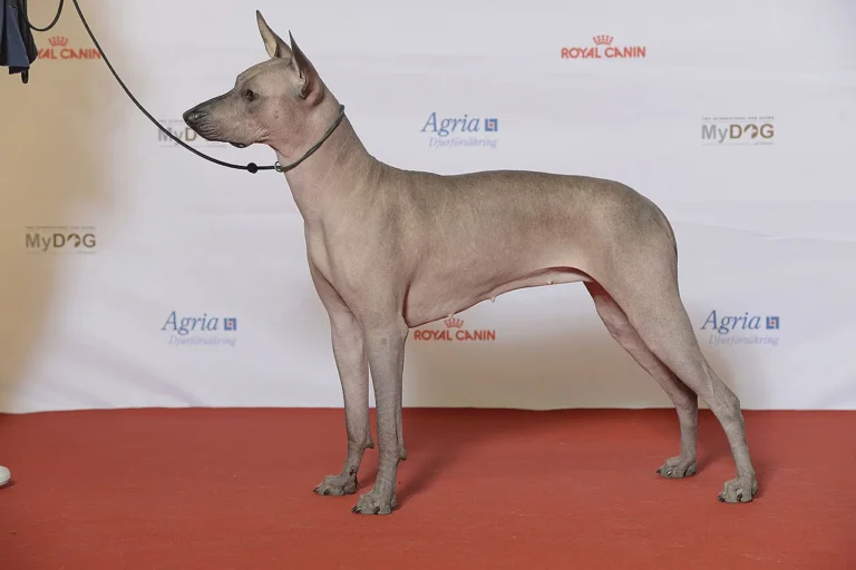 Hairless Xoloitzcuintli standing in profile at a dog show