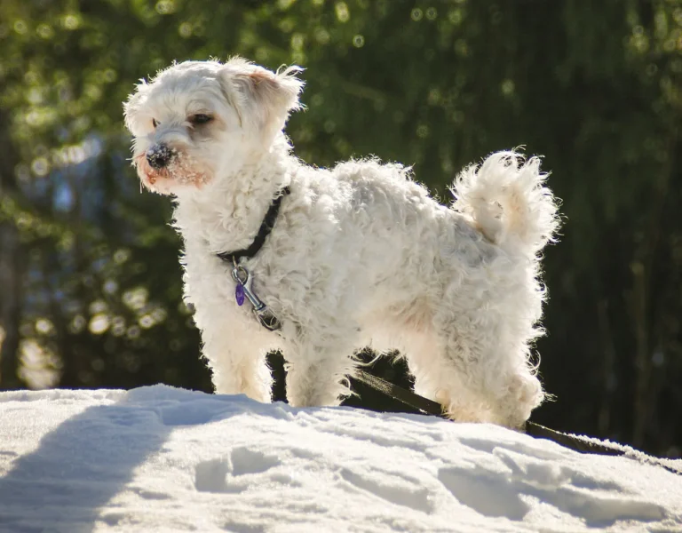 Cream-colored Havanese standing on a rock outdoors