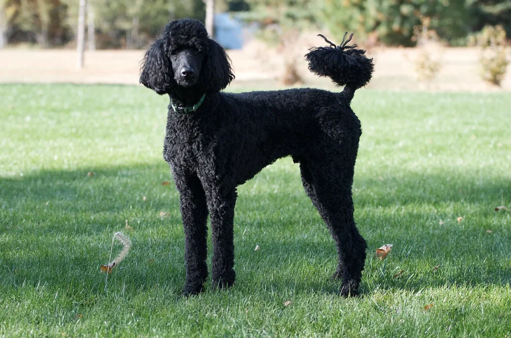 Black Poodle standing in profile on a lawn