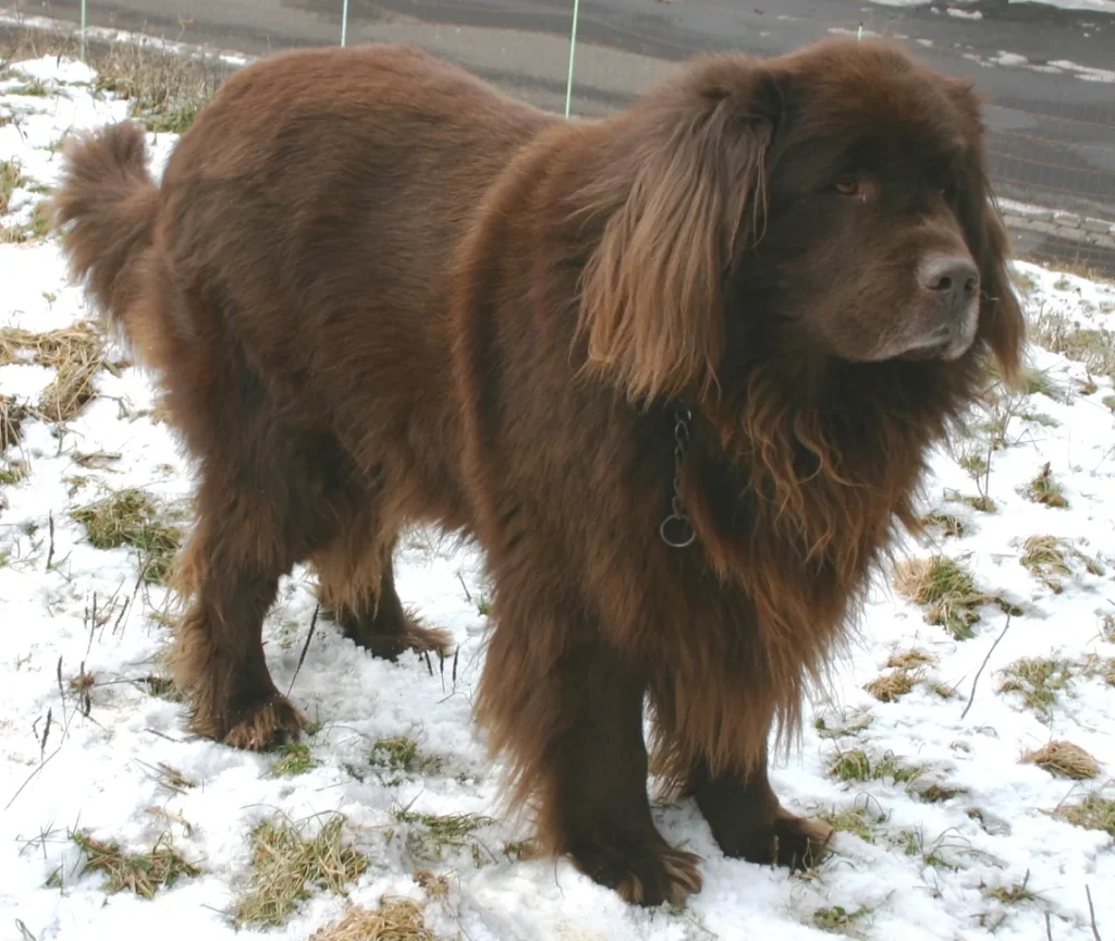 Brown Newfoundland dog standing on snow