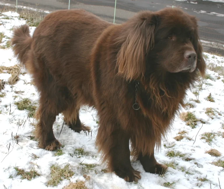 Brown Newfoundland dog standing on snow