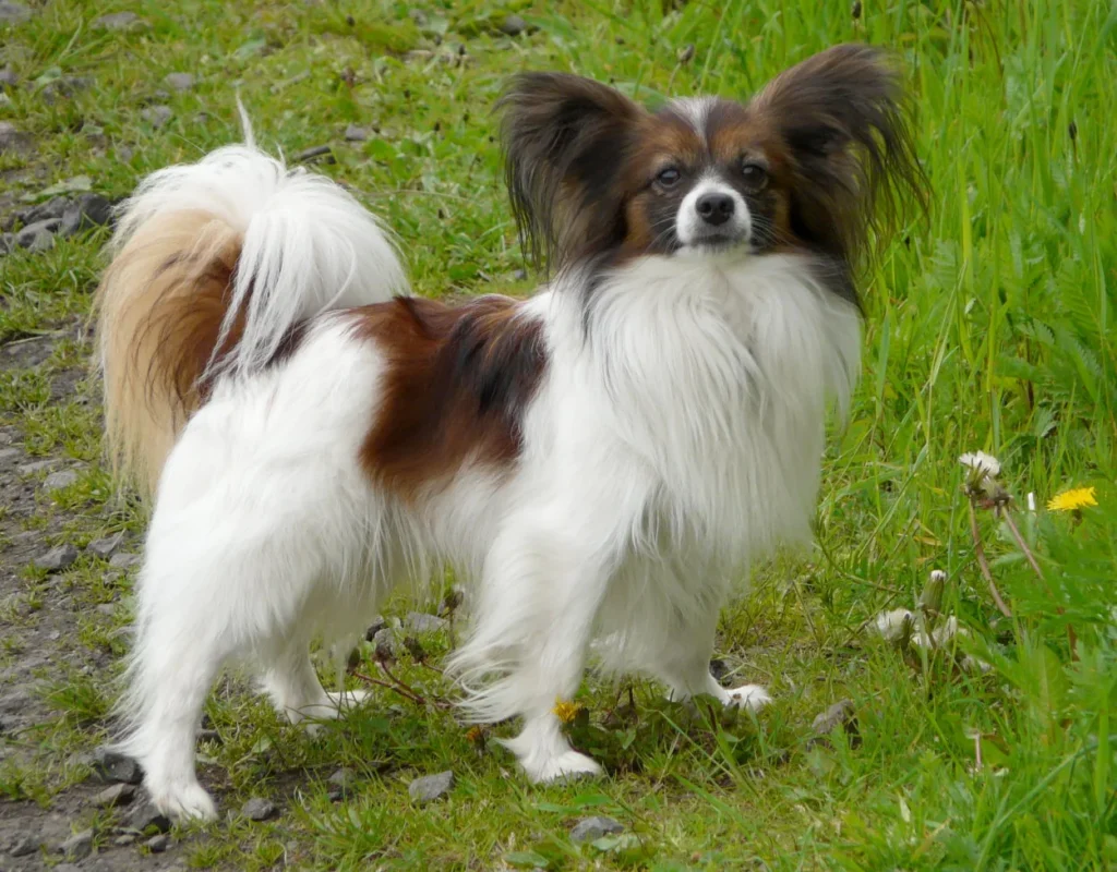 Papillon standing in grass with its fringed ears upright