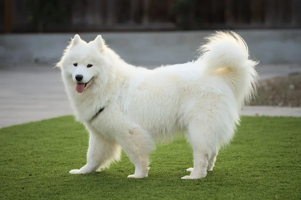 White Samoyed standing on a lawn