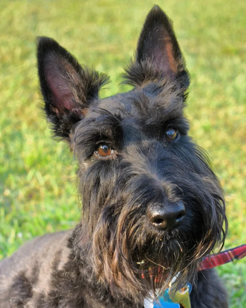Close-up portrait of a black Scottish Terrier with a long beard