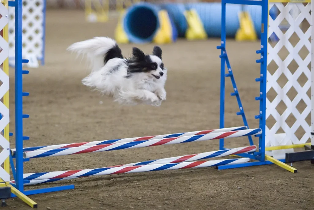 Small Papillon clearing an agility jump outdoors