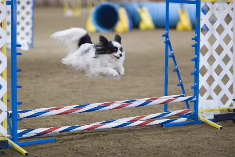 Small Papillon clearing an agility jump outdoors